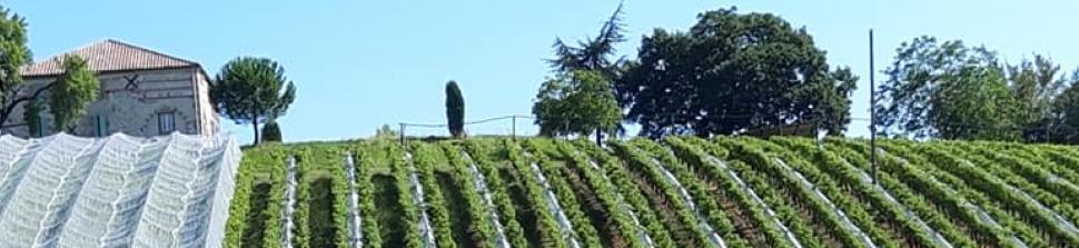 PHOTO VUE VIGNES BOUDOU