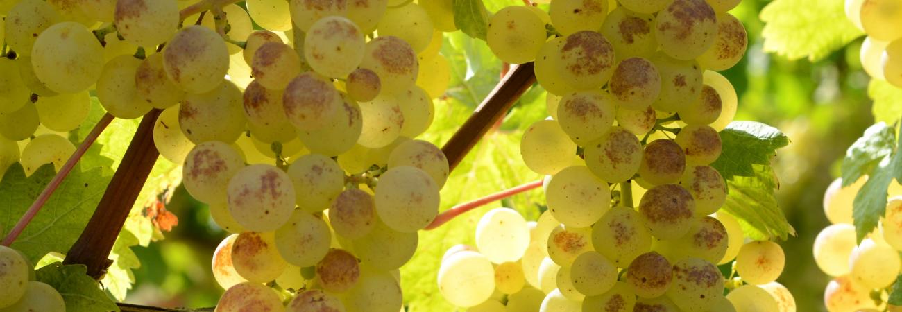 Chasselas