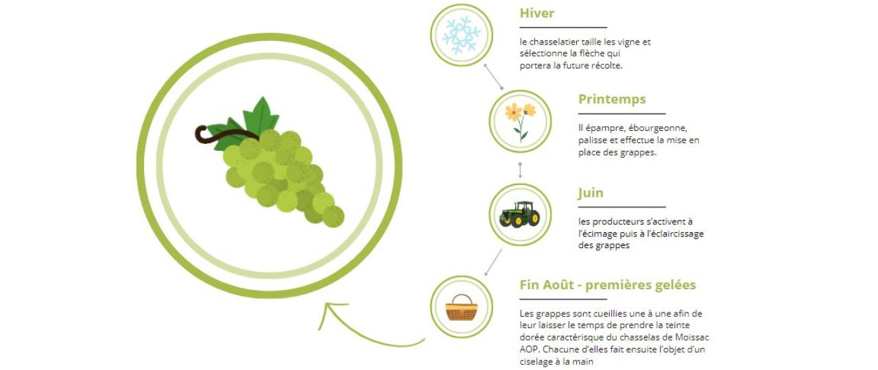 LA RECOLTE DU CHASSELAS