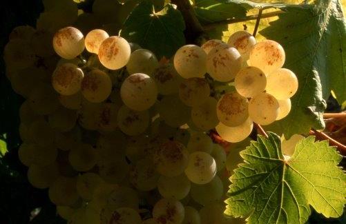 grappe chasselas
