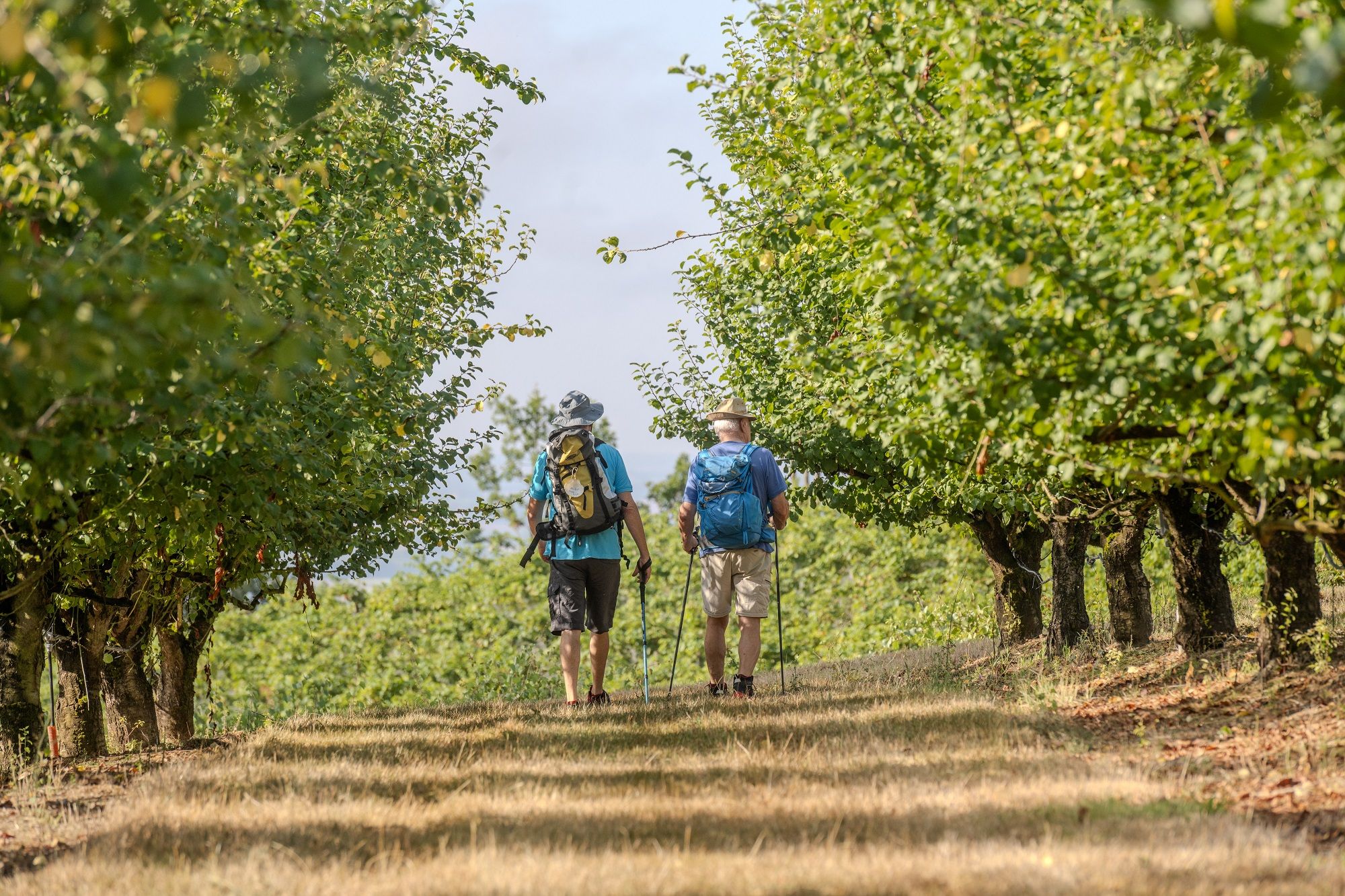 Randonnée de pèlerins dans les vergers